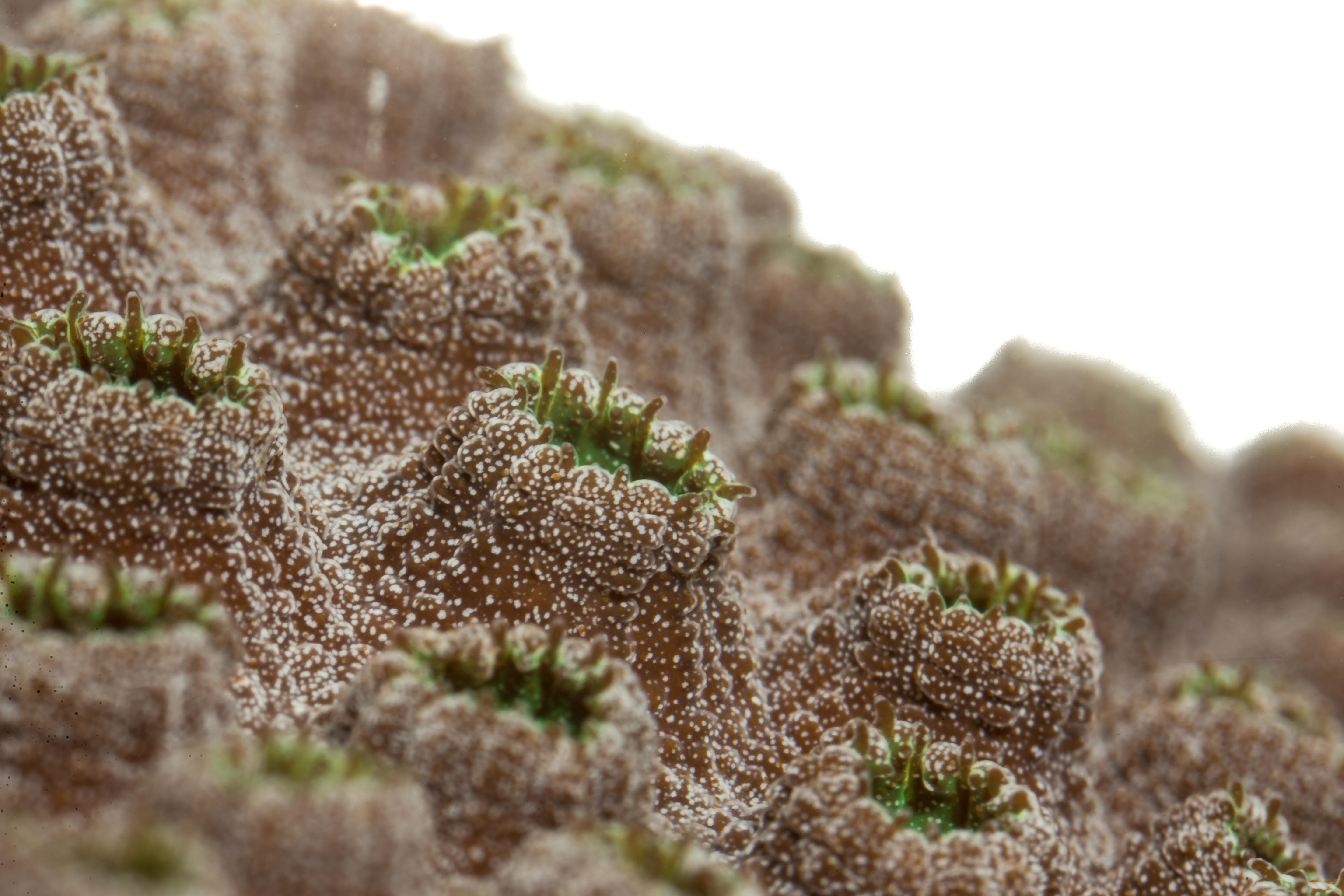 Coral fragment at Plant A Million Corals nursery
