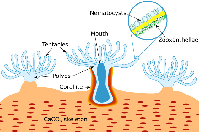 Simple coral anatomy diagram