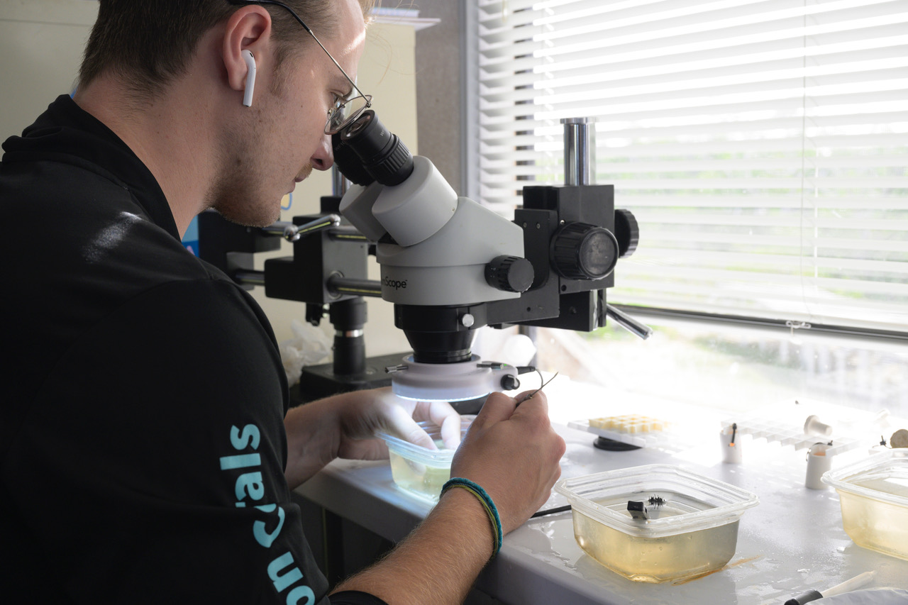 Coral restoration research at Plant A Million Corals