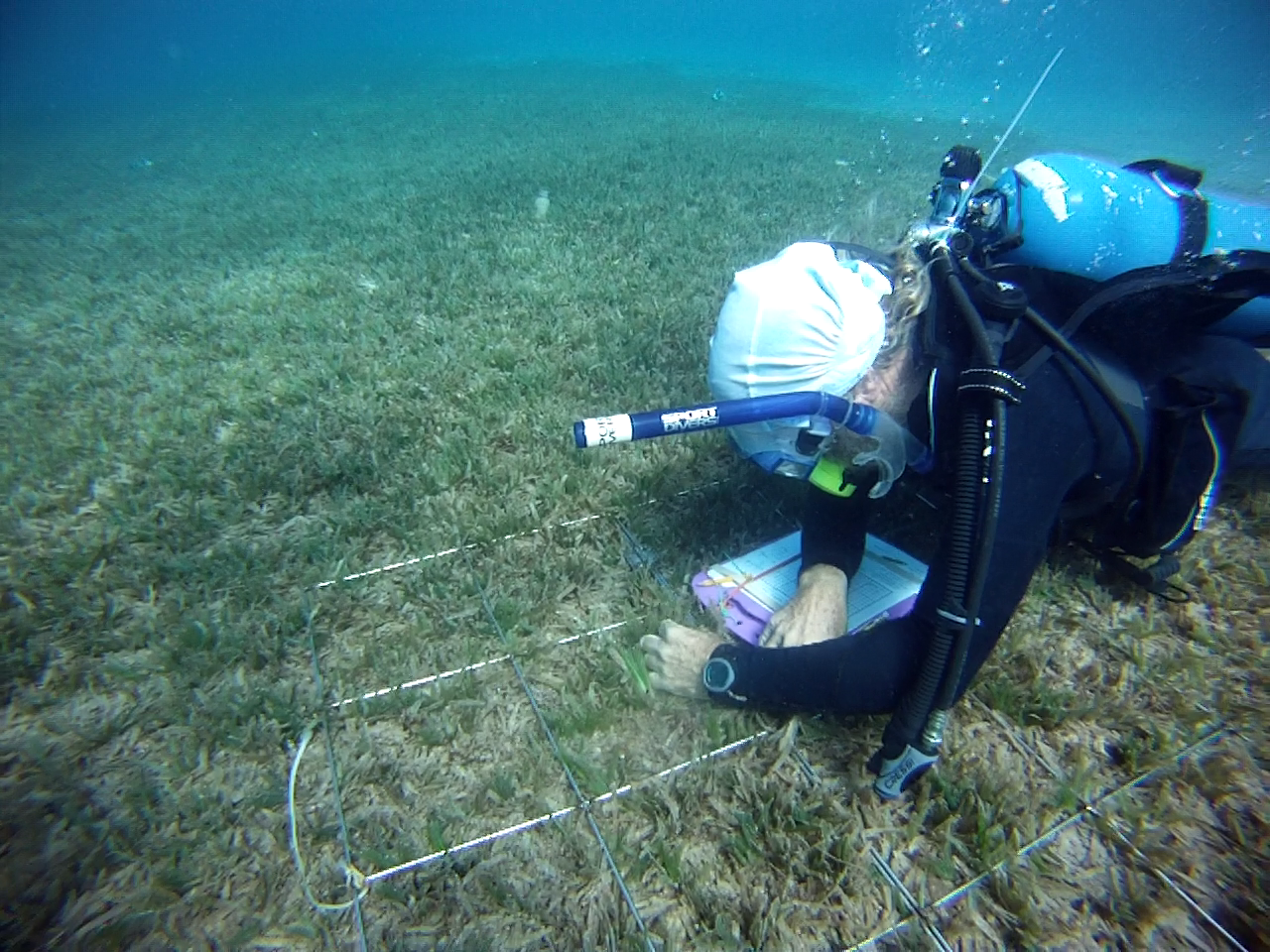 Vaughn counting seagrass turions - coral reef fisheries research