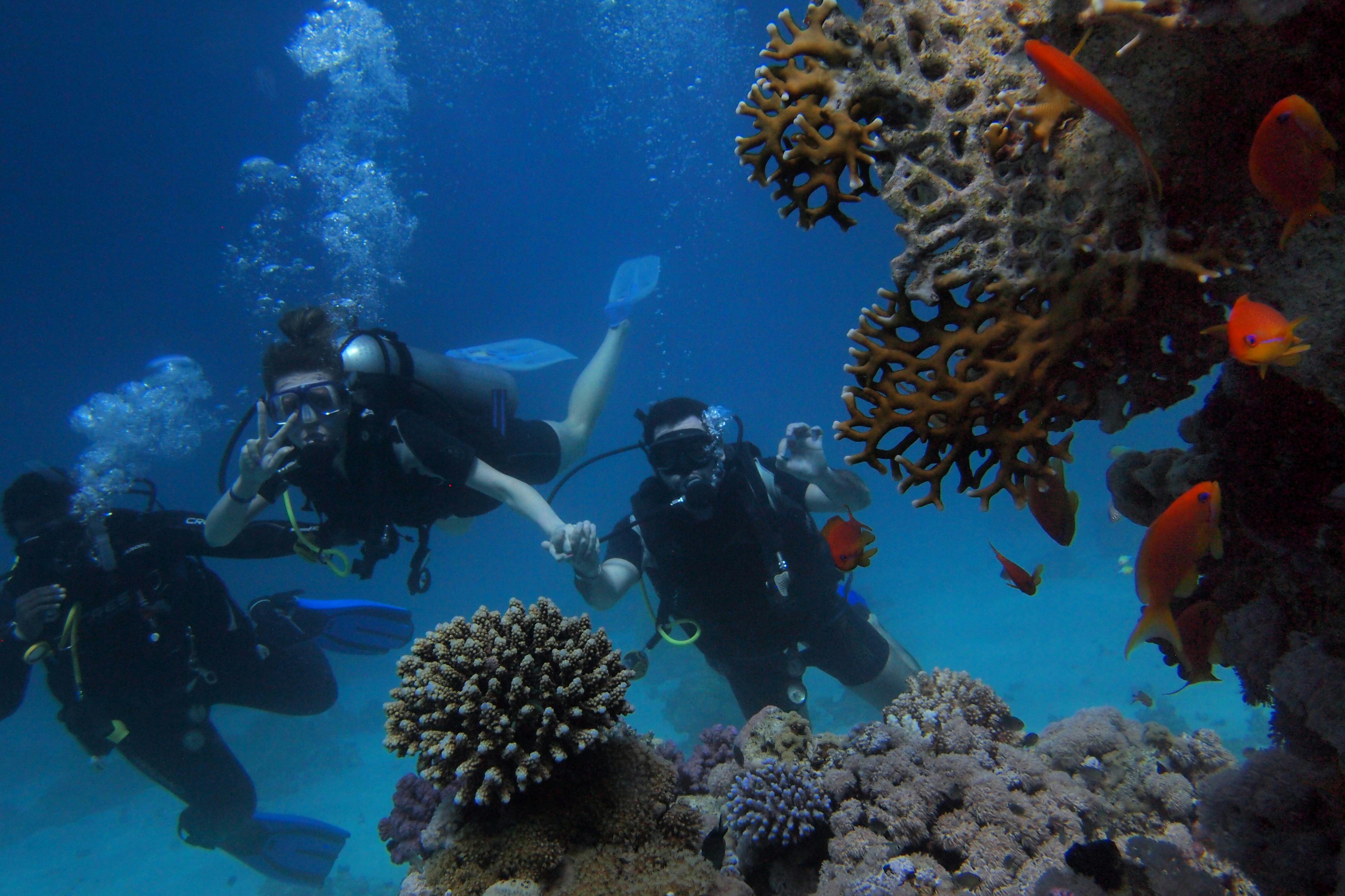 Coral reef tourism - divers and vibrant reef ecosystem