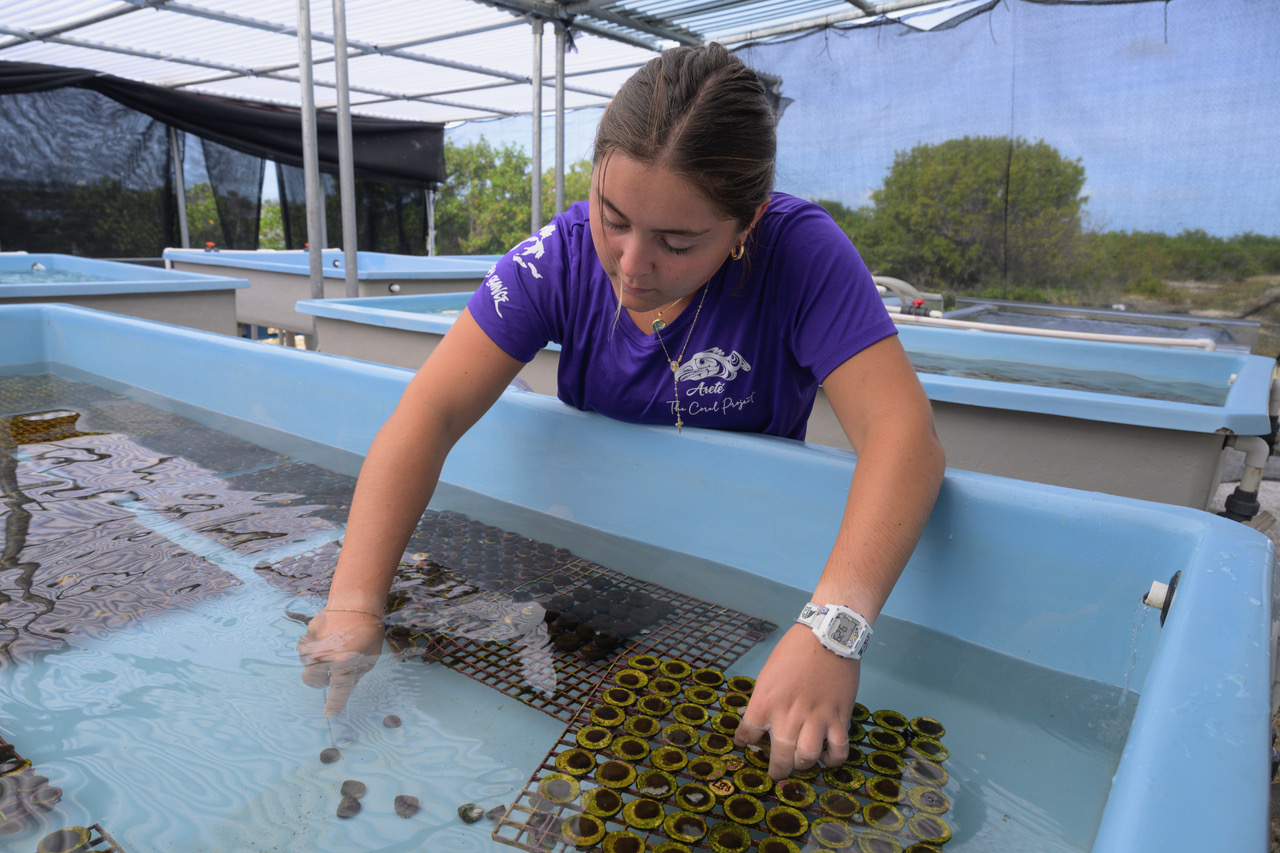 Coral restoration research - Plant A Million Corals