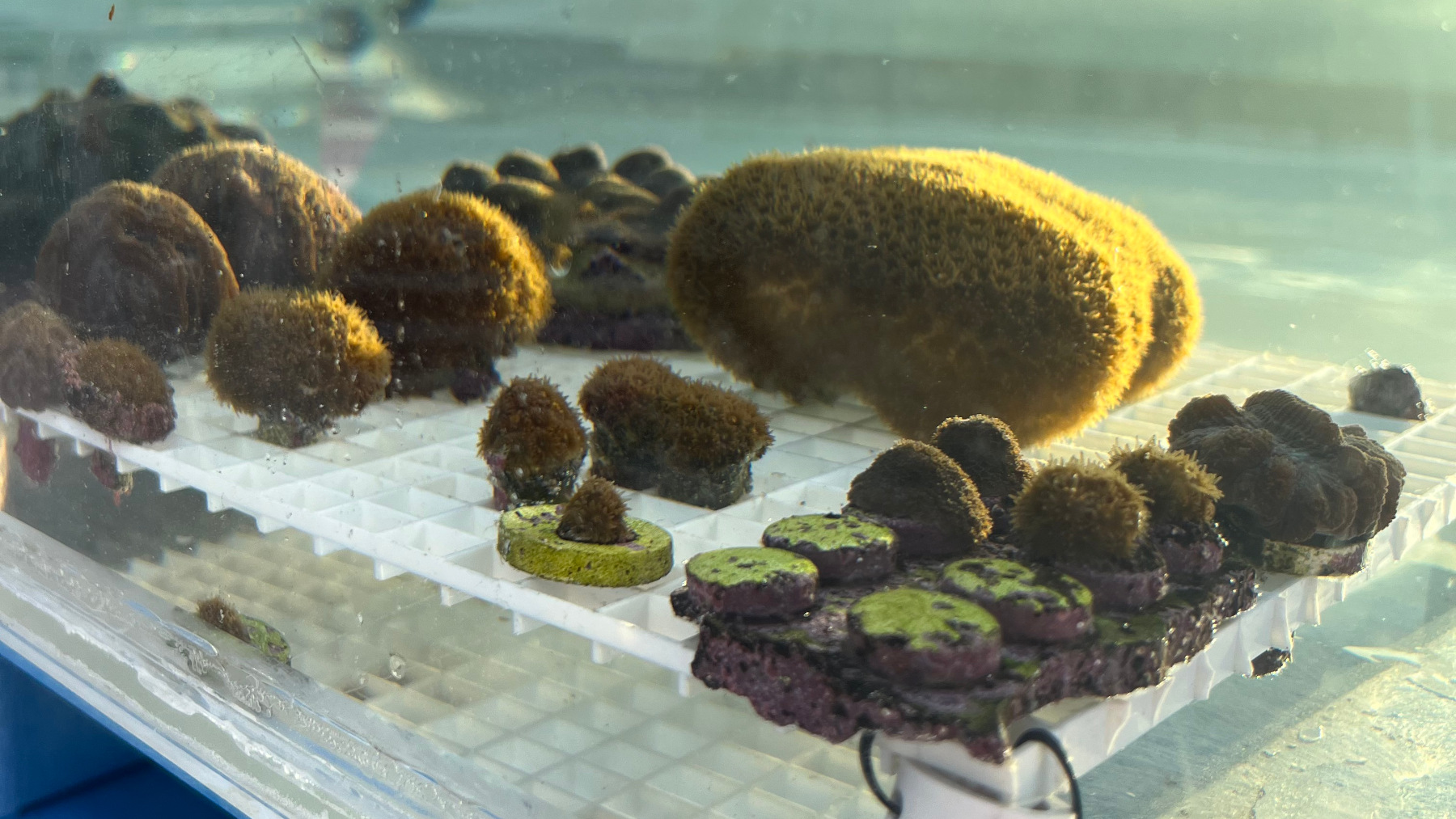 Coral reef at Plant A Million Corals