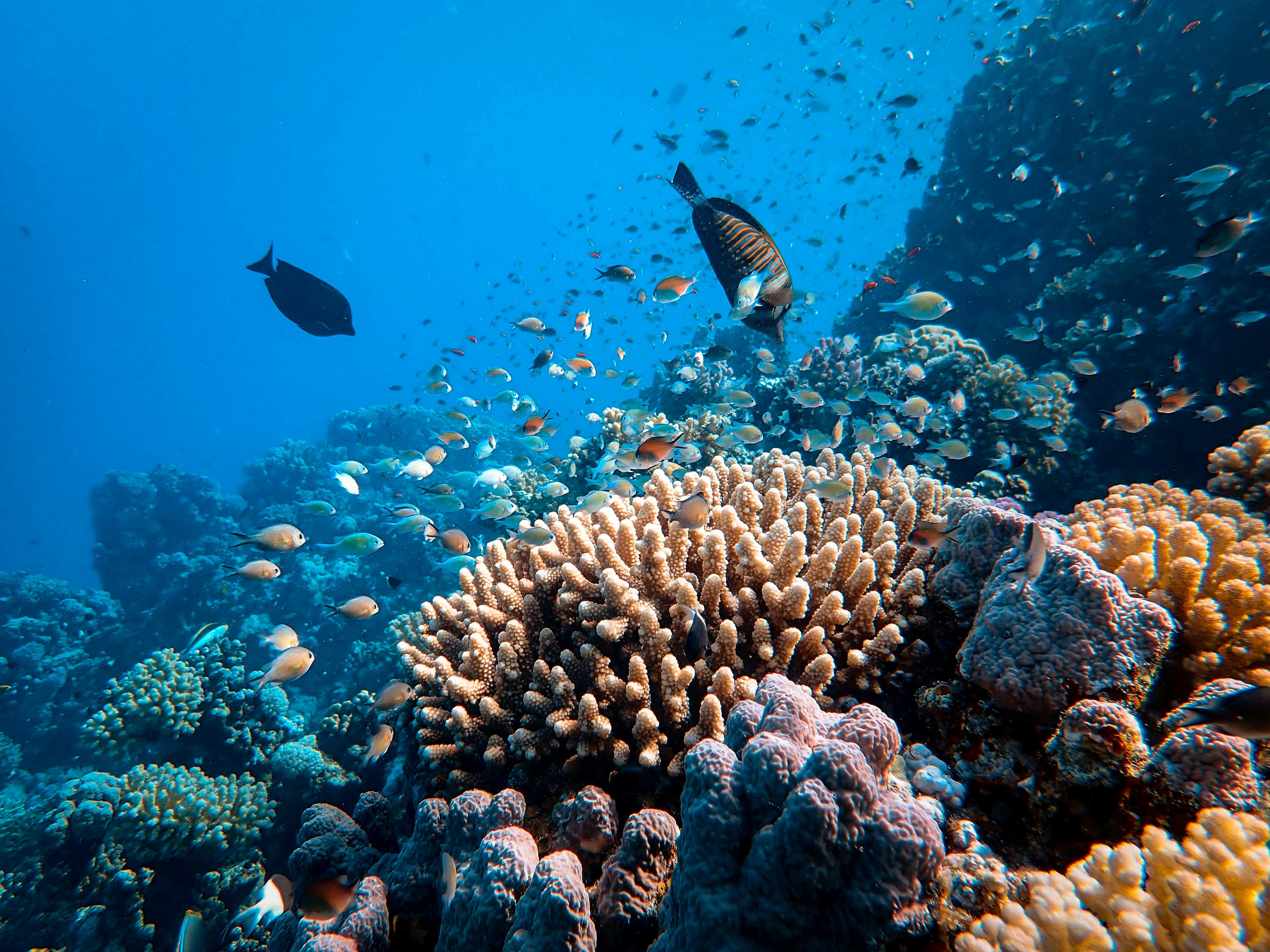 Coral reef underwater - why we restore corals