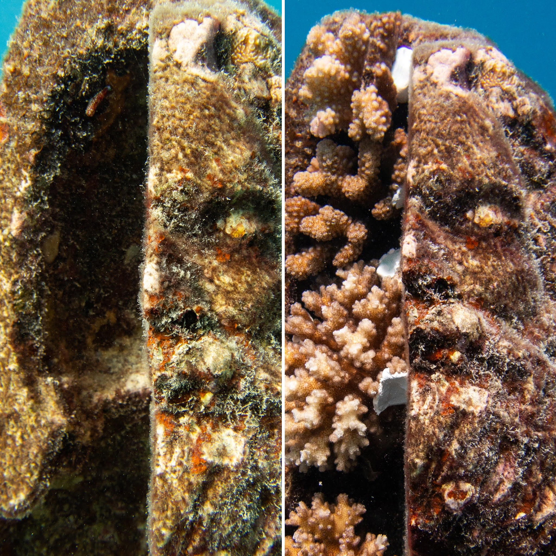Statue before and after coral planting