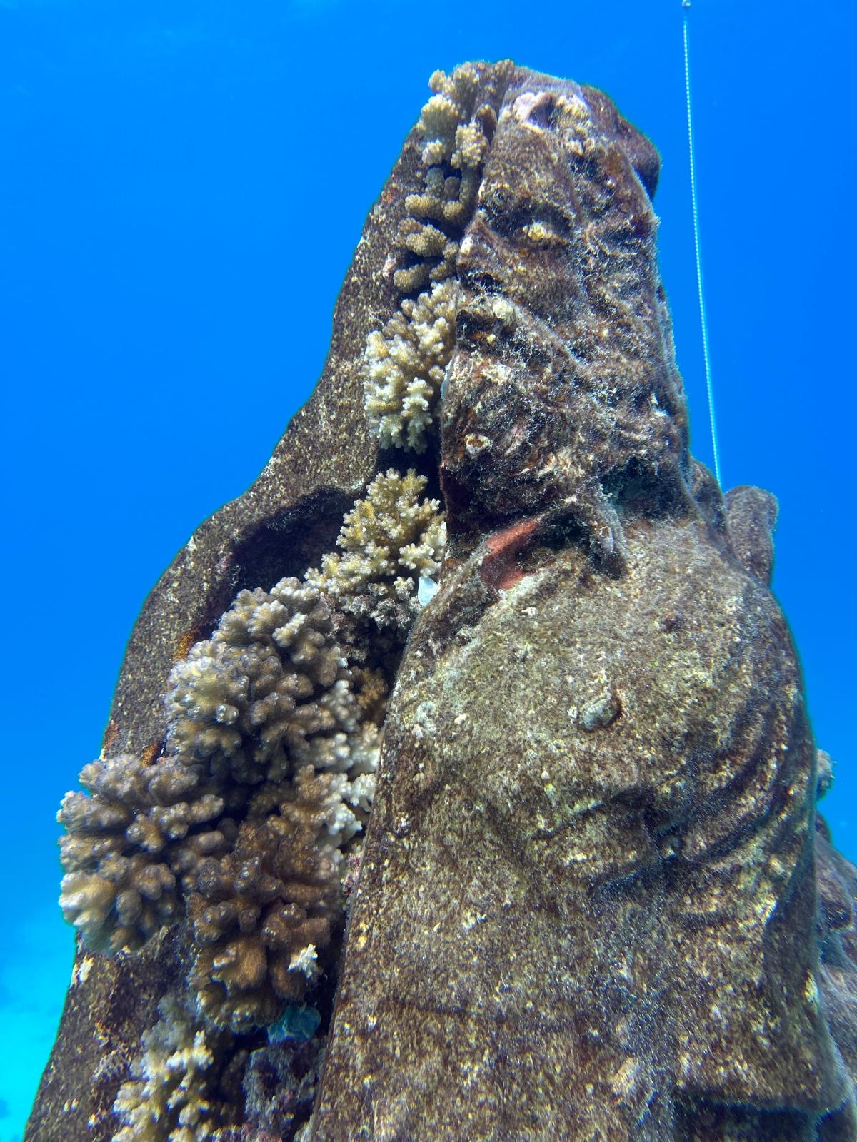 Statue with coral growing on it
