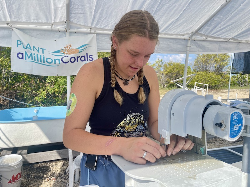 Volunteer assisting with coral propagation