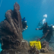 Planting on statue