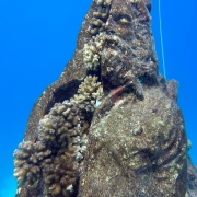 Statue with corals